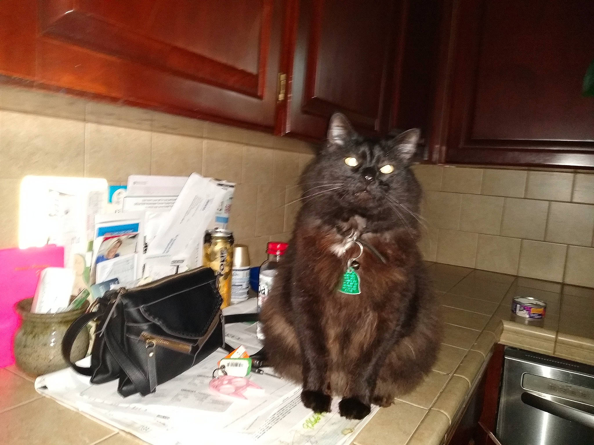 Jagermeister is registered to the contest to win money with this photo: asian_semi_longhair, carnivore, cat, domestic_long_haired_cat, domestic_short_haired_cat, felidae, fur, maine_coon, mammal, norwegian_forest_cat, small_to_medium_sized_cats, vertebrate, whiskers