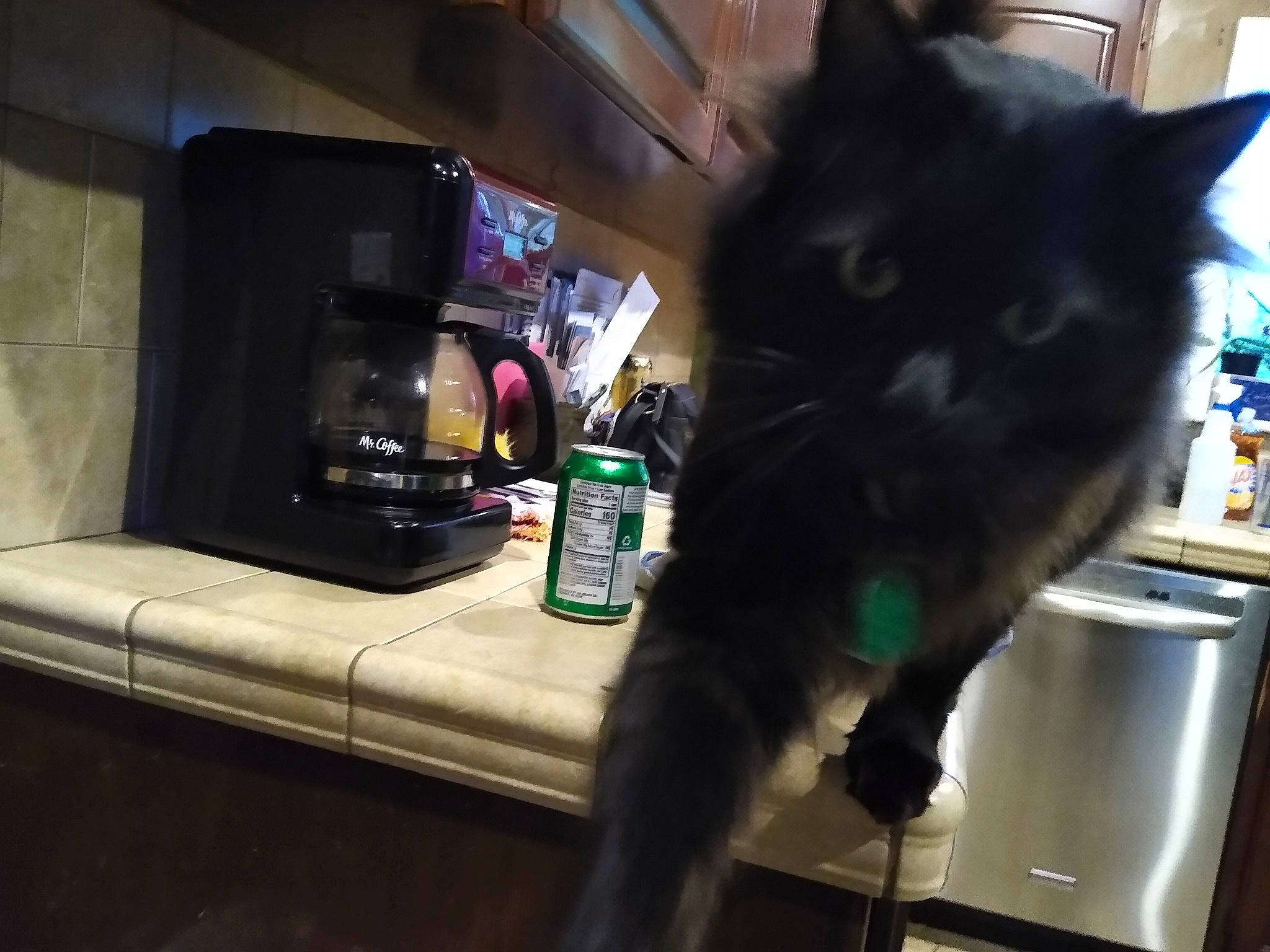 Jagermeister joined the competition — help win amazing prizes! black_cat, carnivore, cat, domestic_short_haired_cat, felidae, fur, kitten, norwegian_forest_cat, russian_blue, small_to_medium_sized_cats, tail, whiskers