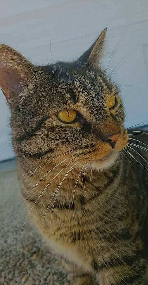 Galaxy joined the competition — help win amazing prizes! carnivore, cat, domestic_short_haired_cat, fawn, felidae, fur, grass, small_to_medium_sized_cats, snout, terrestrial_animal, tree, whiskers, wildlife