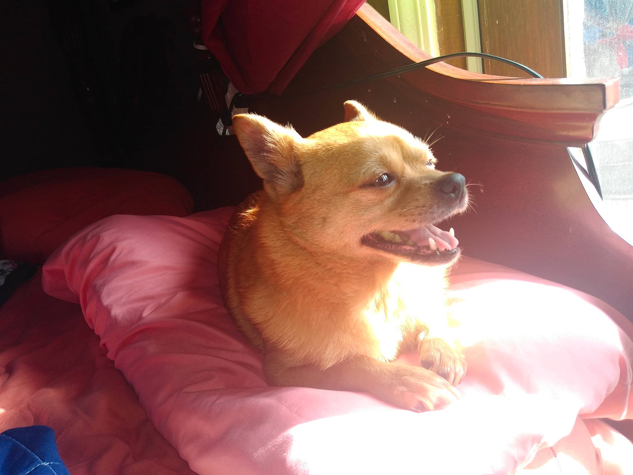 Luna joined the competition — help win amazing prizes! canidae, carnivore, chihuahua, companion_dog, dog, dog_breed, ear, fawn, mammal, non_sporting_group, pomeranian, puppy, puppy_love, snout, toy_dog, vertebrate