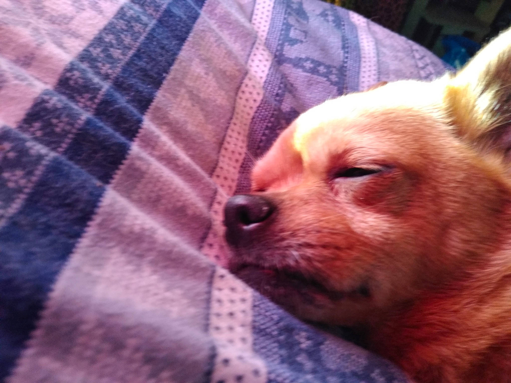 Luna is registered to the contest to win money with this photo: canidae, carnivore, companion_dog, dog, dog_breed, ear, fawn, german_spitz_mittel, mammal, non_sporting_group, nose, pomeranian, puppy, puppy_love, rare_breed_dog, snout, spitz, sporting_group, toy_dog, vertebrate