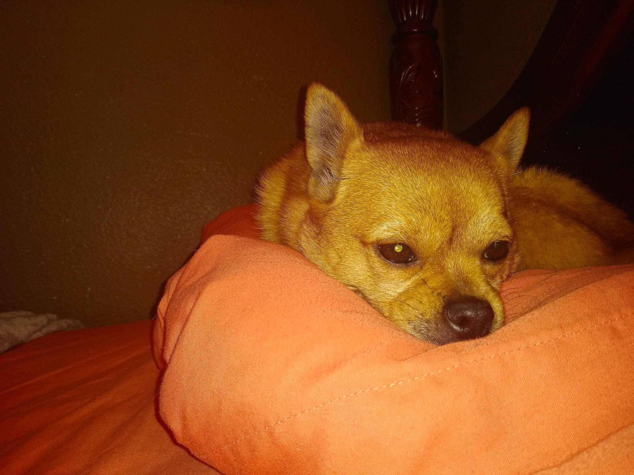 Luna joined the competition — help win amazing prizes! canidae, carnivore, chihuahua, companion_dog, corgi_chihuahua, dog, dog_breed, ear, eye, fawn, head, mammal, nose, puppy, skin, snout, toy_dog, vertebrate, whiskers