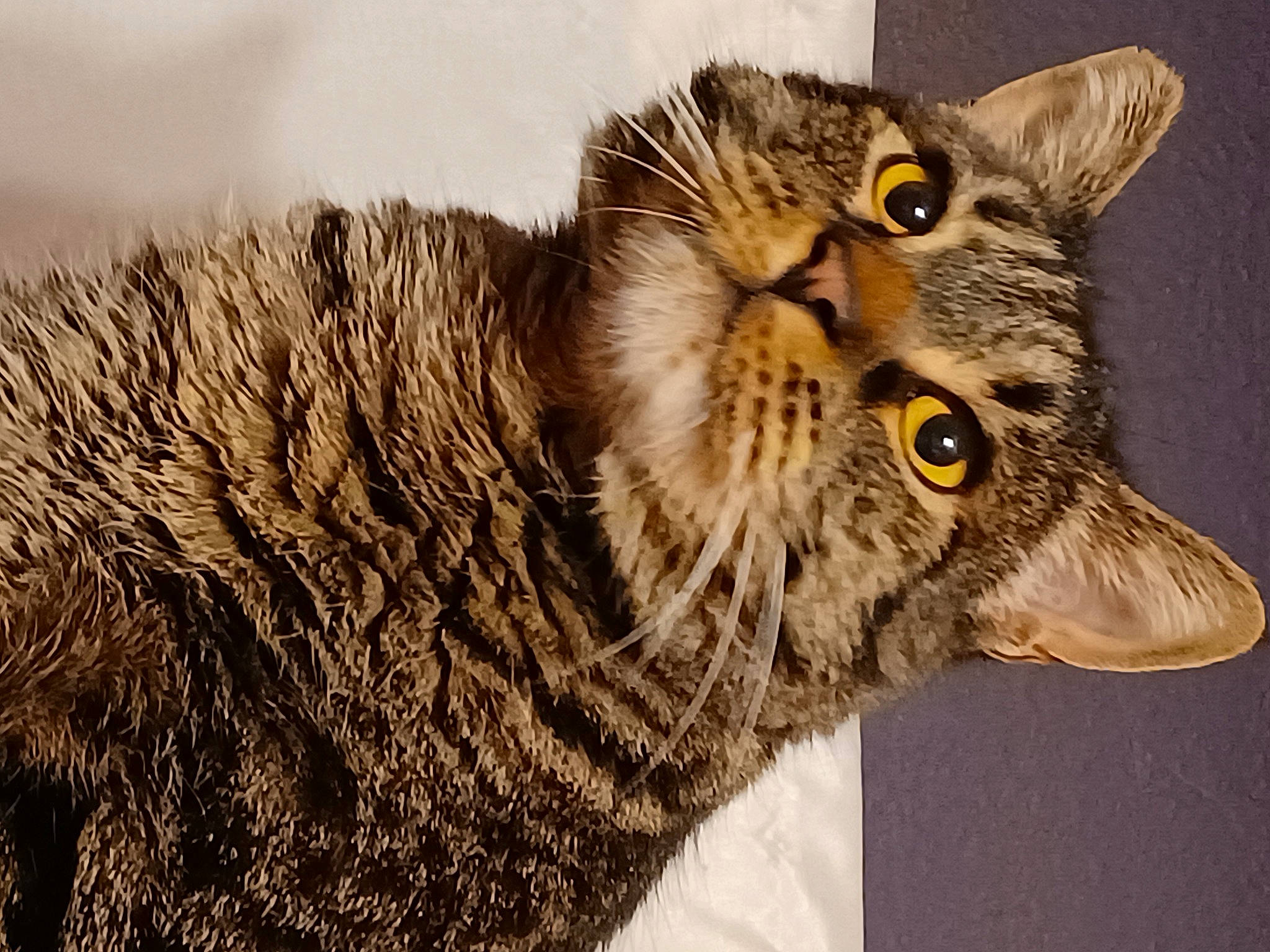 Galaxy. is registered to the contest to win money with this photo: carnivore, cat, close_up, domestic_short_haired_cat, eye, falconiformes, felidae, fur, hair, head, iris, organism, small_to_medium_sized_cats, snout, terrestrial_animal, whiskers, wildlife