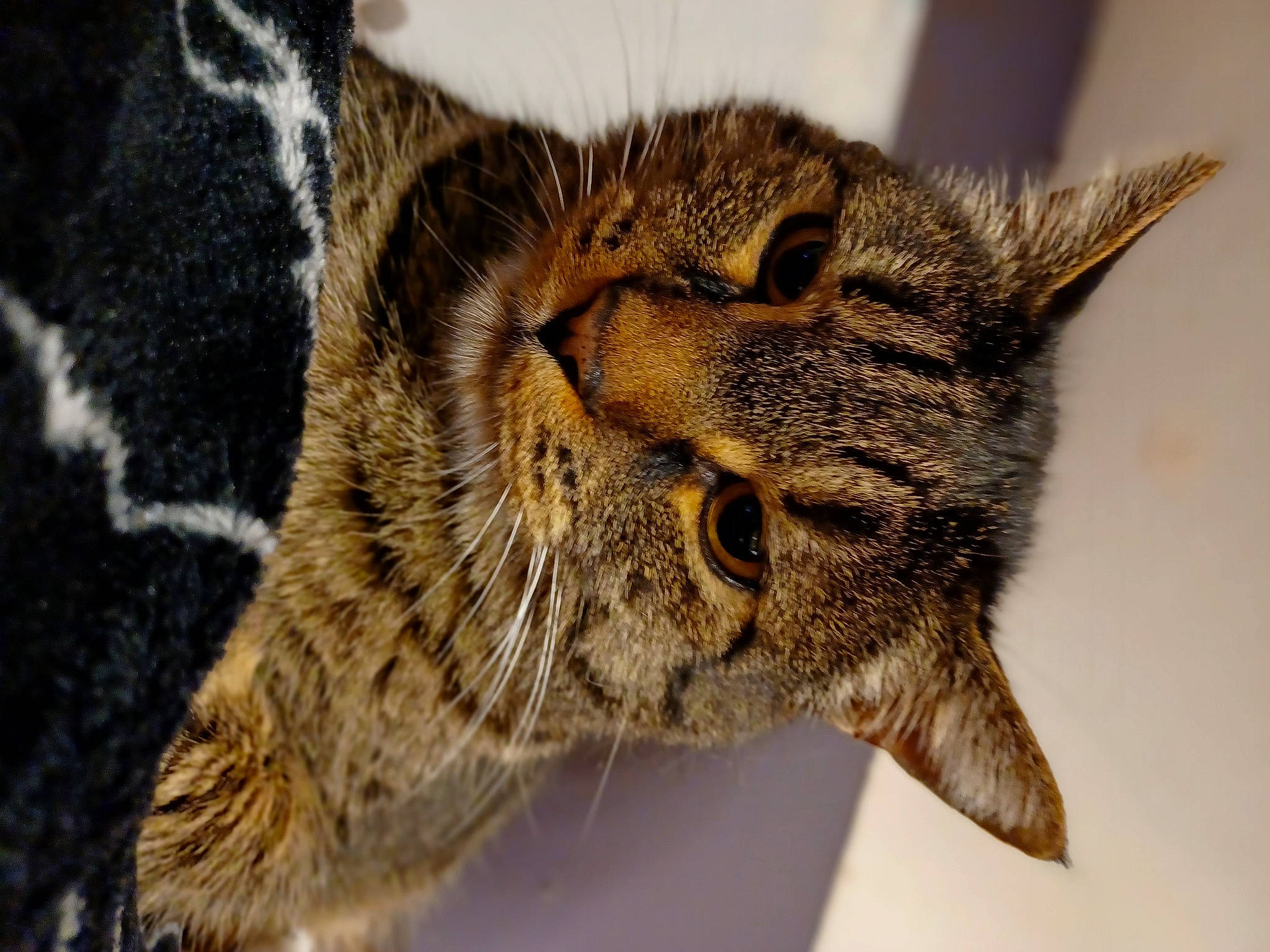 Galaxy. joined the competition — help win amazing prizes! bobcat, carnivore, cat, close_up, domestic_short_haired_cat, felidae, fur, lynx, macro_photography, organism, small_to_medium_sized_cats, snout, terrestrial_animal, whiskers, wildlife