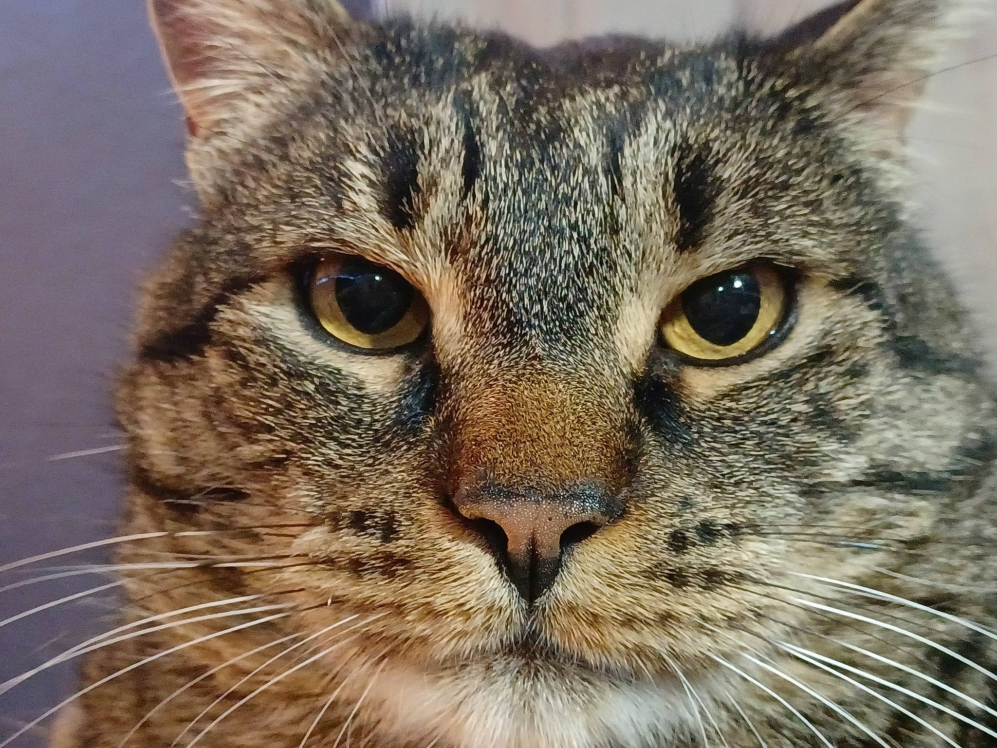 Galaxy. joined the competition — help win amazing prizes! carnivore, cat, close_up, curious, domestic_short_haired_cat, ear, eye, felidae, fur, grass, hair, iris, small_to_medium_sized_cats, snout, terrestrial_animal, tree, whiskers, wildlife