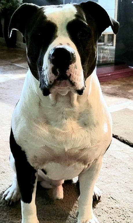 Hemi is registered to the contest to win money with this photo: bored, canidae, carnivore, collar, companion_dog, dog, dog_breed, fawn, fur, molosser, non_sporting_group, photography, snout, sporting_group, terrestrial_animal, whiskers, white, working_animal, working_dog