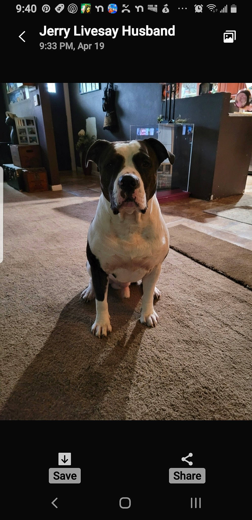 Hemi joined the competition — help win amazing prizes! canidae, carnivore, companion_dog, dog, dog_breed, door, fawn, floor, flooring, molosser, paw, road_surface, snout, sporting_group, street, tail, whiskers, window, working_animal, working_dog