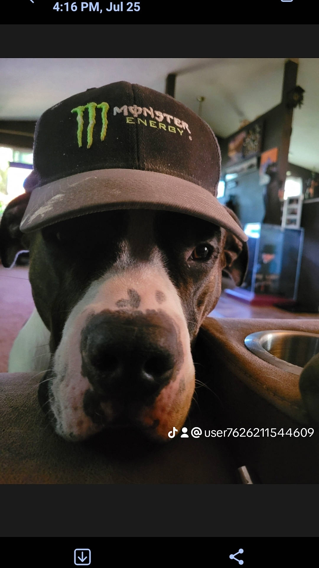Hemi is registered to the contest to win money with this photo: canidae, cap, carnivore, companion_dog, dog, dog_breed, fashion_accessory, flooring, fur, hat, metal, puppy, selfie, snout, sporting_group, square, terrestrial_animal, vertebrate, whiskers, working_animal