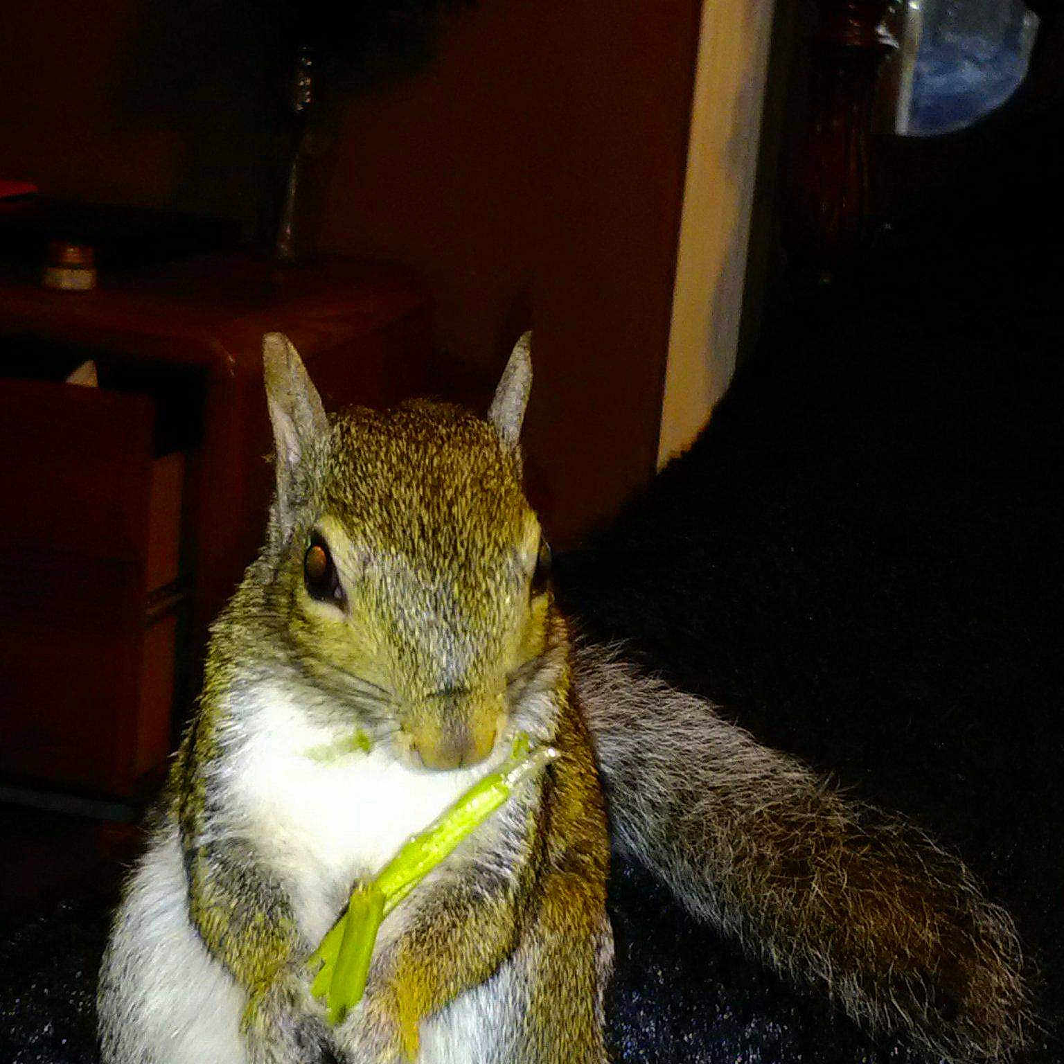 Twiggy joined the competition — help win amazing prizes! chipmunk, fawn, fox_squirrel, grey_squirrel, ground_squirrels, night, rodent, snout, squirrel, tail, whiskers, wildlife