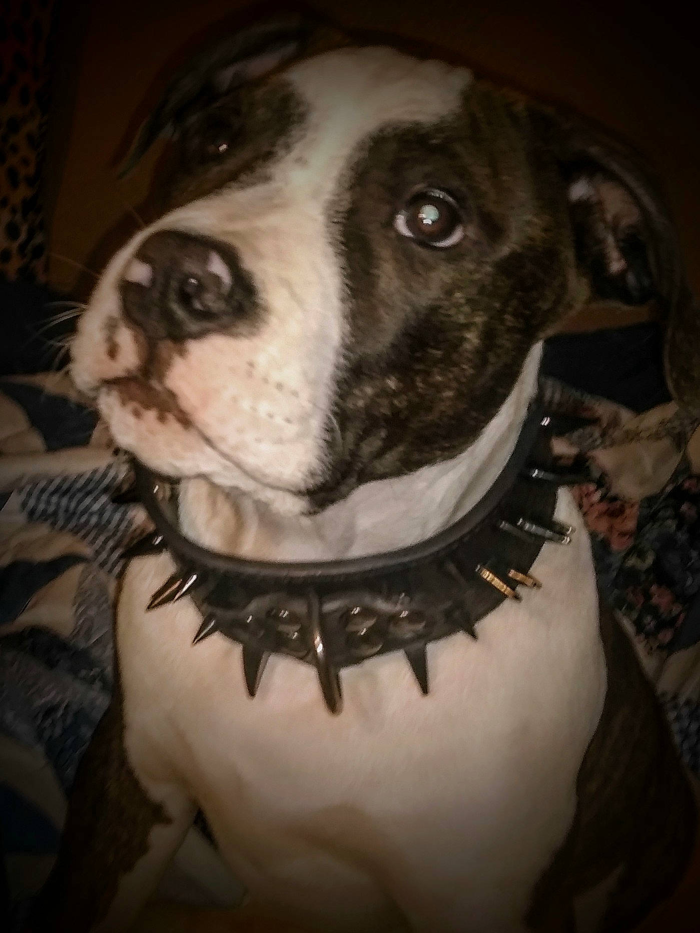Hemi is registered to the contest to win money with this photo: american_pit_bull_terrier, american_staffordshire_terrier, bully_kutta, canidae, carnivore, dog, dog_breed, ear, fawn, head, jaw, mammal, non_sporting_group, nose, pit_bull, rare_breed_dog, snout, staffordshire_bull_terrier, whiskers