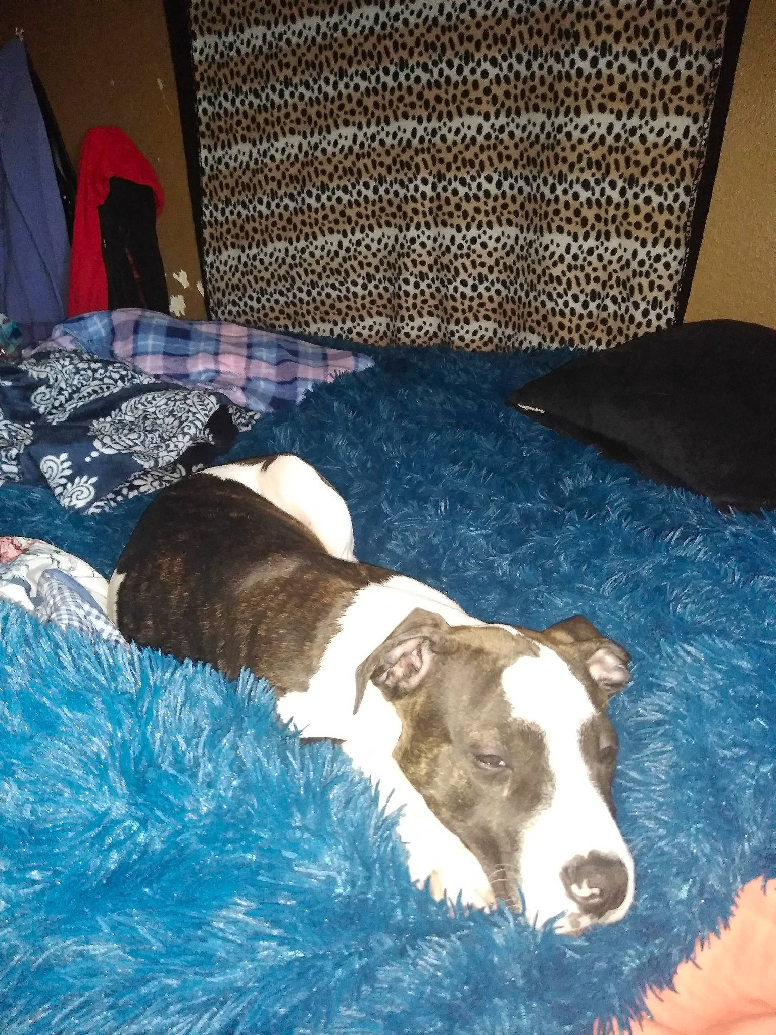 Hemi joined the competition — help win amazing prizes! canidae, carnivore, dog, dog_breed, fox_terrier, italian_greyhound, lurcher, whippet