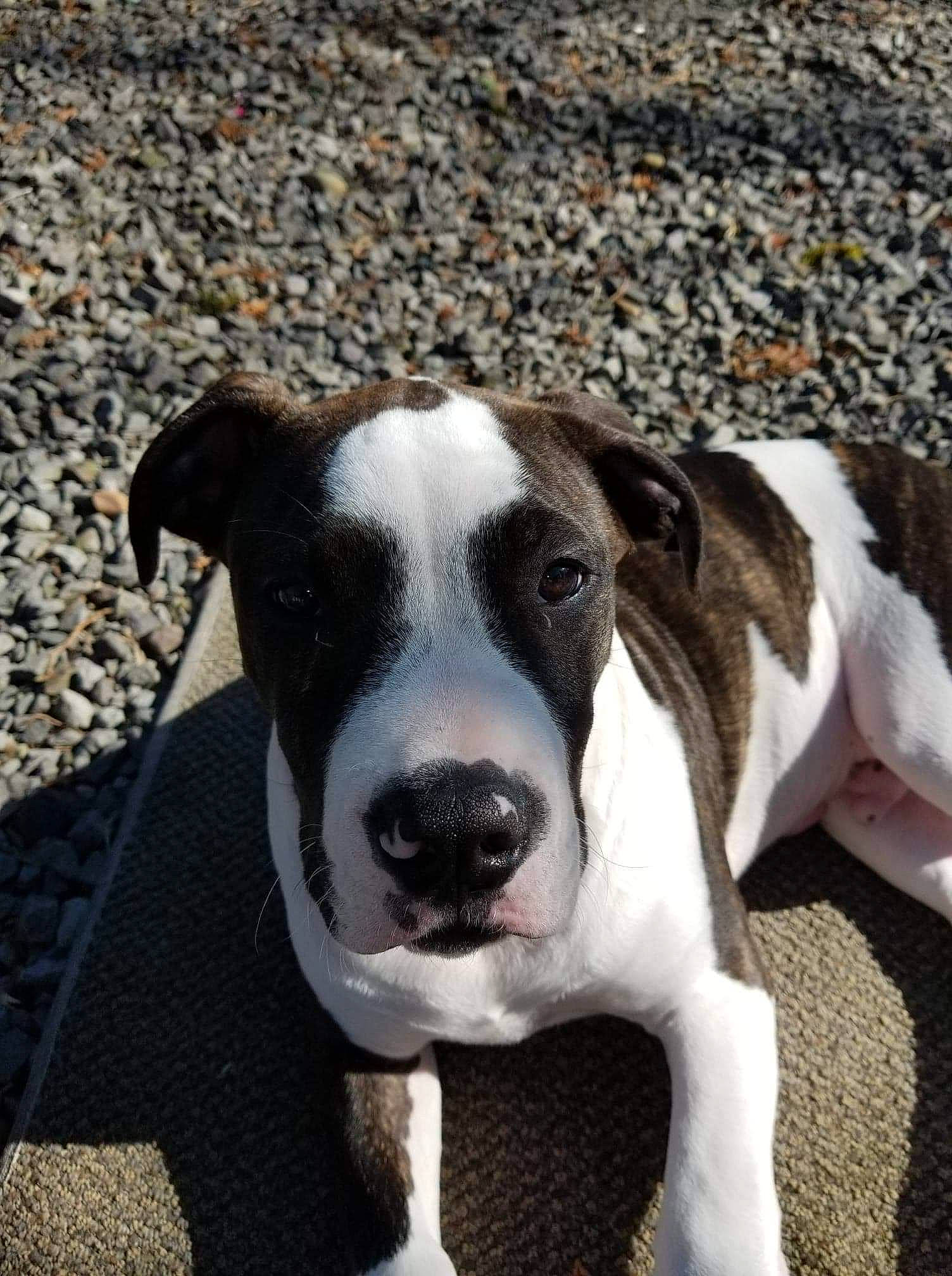 Hemi joined the competition — help win amazing prizes! american_pit_bull_terrier, american_staffordshire_terrier, canidae, carnivore, dog, dog_breed, fawn, mammal, non_sporting_group, nose, pit_bull, puppy, rare_breed_dog, snout, sporting_group, valley_bulldog, vertebrate