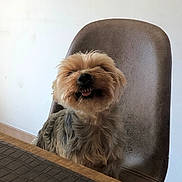 Joyce participe au concours pour gagner de l'argent avec cette photo : dog, small_dog, fluffy, happy, tongue_out, chair, indoor, table, pet, animal, cute, fur, smiling, domestic_animal, companion, seated, brown, gray, cozy, background