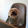 dog, small_dog, fluffy, happy, tongue_out, chair, indoor, table, pet, animal, cute, fur, smiling, domestic_animal, companion, seated, brown, gray, cozy, background