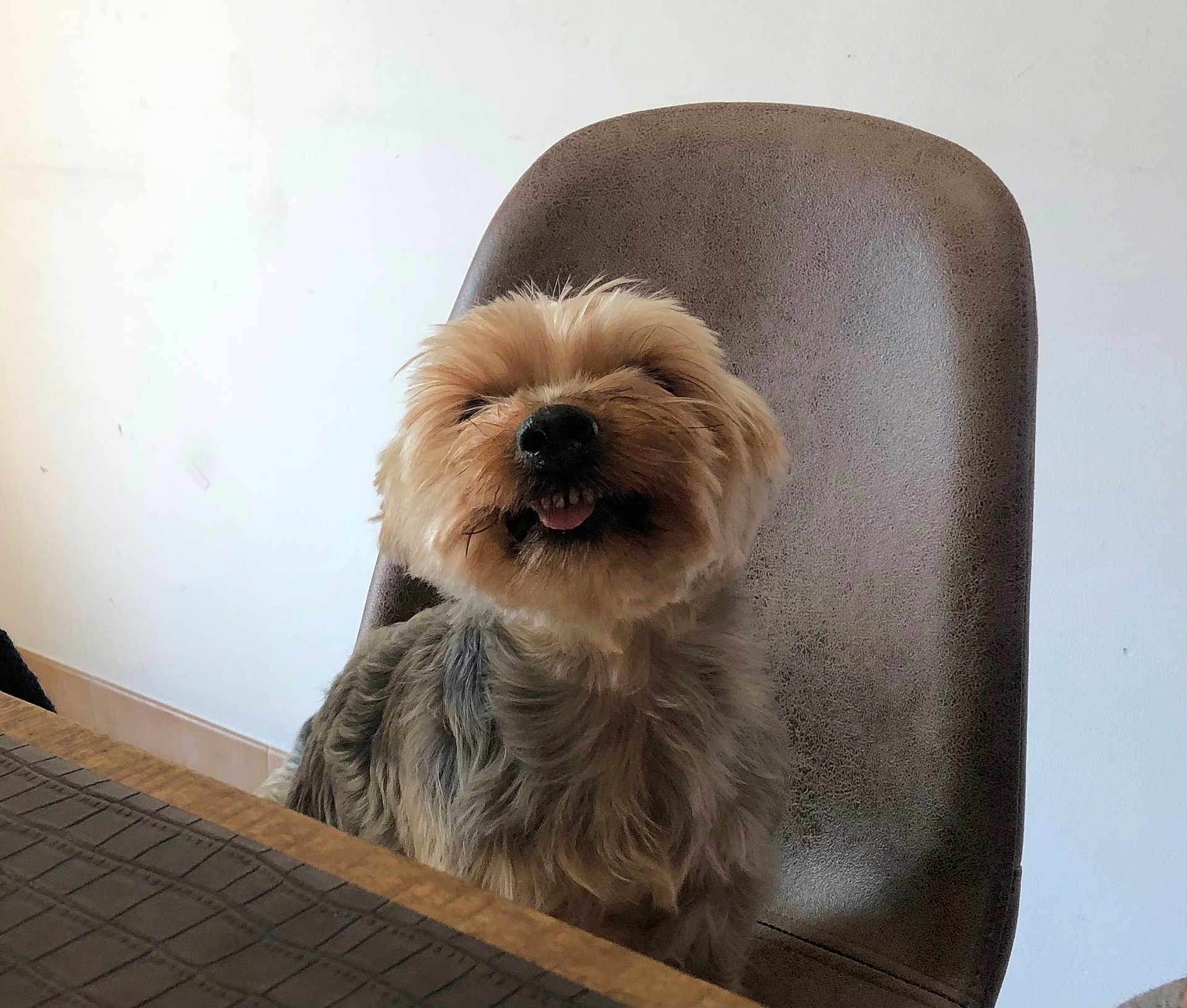 Joyce participe au concours pour gagner de l'argent avec cette photo : dog, small_dog, fluffy, happy, tongue_out, chair, indoor, table, pet, animal, cute, fur, smiling, domestic_animal, companion, seated, brown, gray, cozy, background