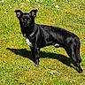 dog, black_dog, grass, outdoor, pet, animal, sunlight, shadow, nature, mammal, collar, alert, standing, ears, white_patch, canine, greenery, daylight, fur, park