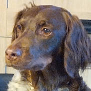 Pearl a rejoint le concours — aidez-le/la à gagner de superbes lots ! dog, brown_dog, close_up, pet, animal, ears, fur, portrait, indoors, looking_away, wavy_ears, canine, snout, nostrils, fur_texture, muzzle, companion, domestic_animal, face, side_view