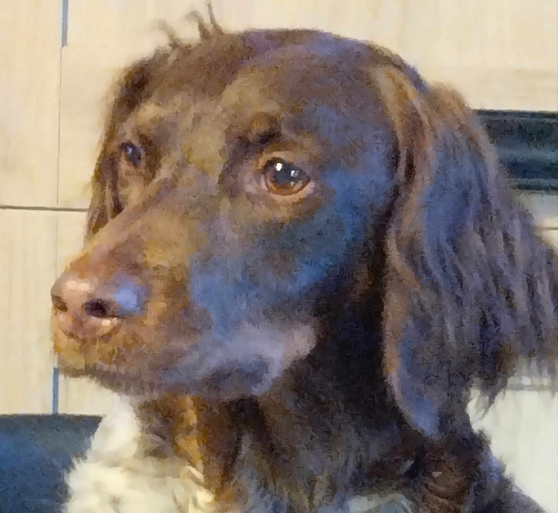 Pearl a rejoint le concours — aidez-le/la à gagner de superbes lots ! dog, brown_dog, close_up, pet, animal, ears, fur, portrait, indoors, looking_away, wavy_ears, canine, snout, nostrils, fur_texture, muzzle, companion, domestic_animal, face, side_view