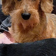 Queen a rejoint le concours — aidez-le/la à gagner de superbes lots ! dog, brown_dog, scruffy_dog, pet, animal, fur, indoors, close_up, canine, companion, black_fur, portrait, cute, friendly, domestic_animal, looking_at_camera, mammal, face, ears, snout