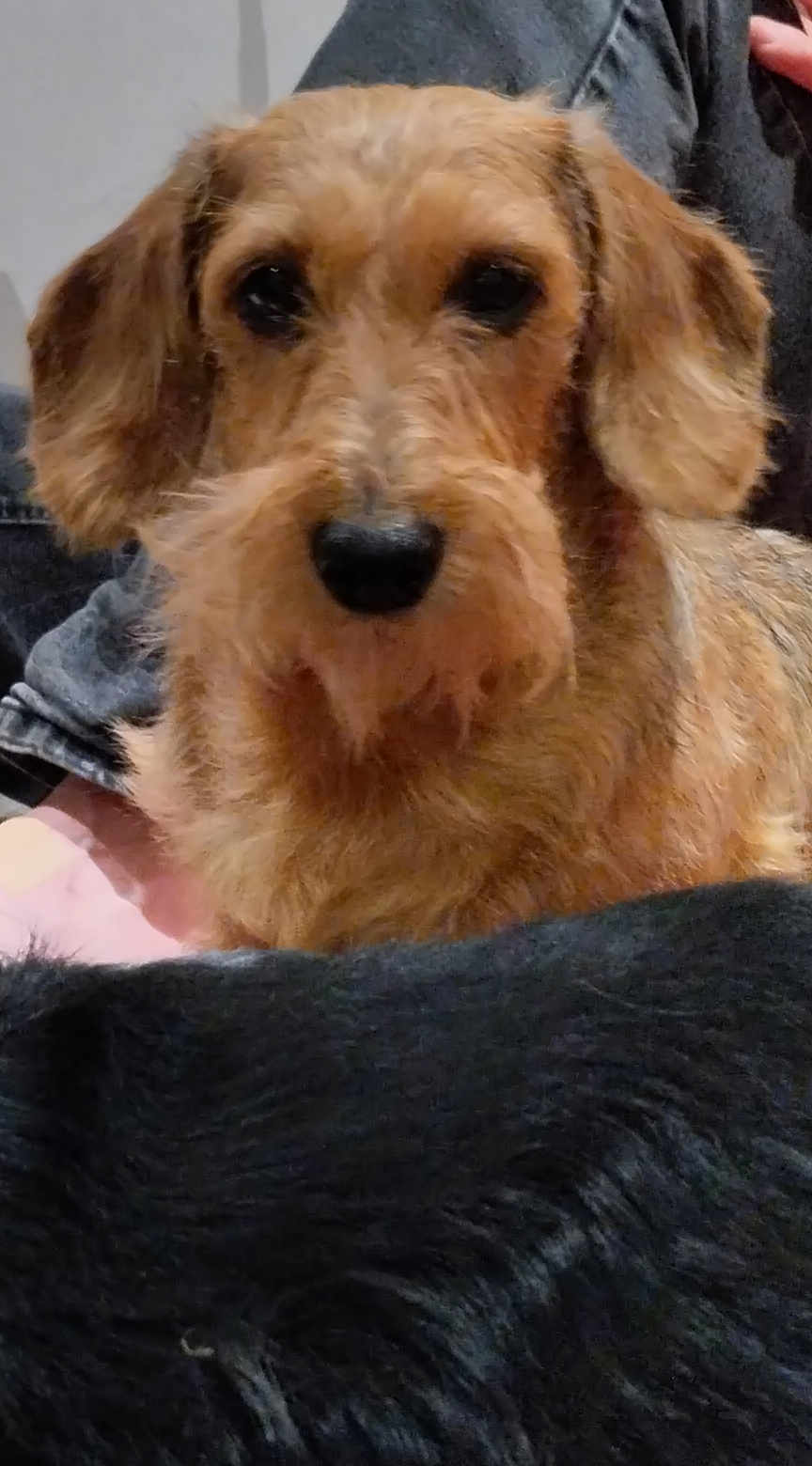 Queen a rejoint le concours — aidez-le/la à gagner de superbes lots ! dog, brown_dog, scruffy_dog, pet, animal, fur, indoors, close_up, canine, companion, black_fur, portrait, cute, friendly, domestic_animal, looking_at_camera, mammal, face, ears, snout