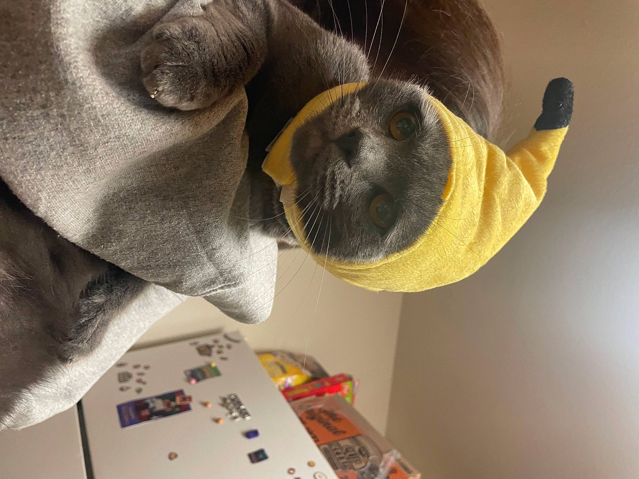 Bean joined the competition — help win amazing prizes! audio_equipment, ear, eyelash, facial_hair, fur, hat, mammal, moustache, room, snout, stuffed_toy, visual_arts, working_animal, wrinkle
