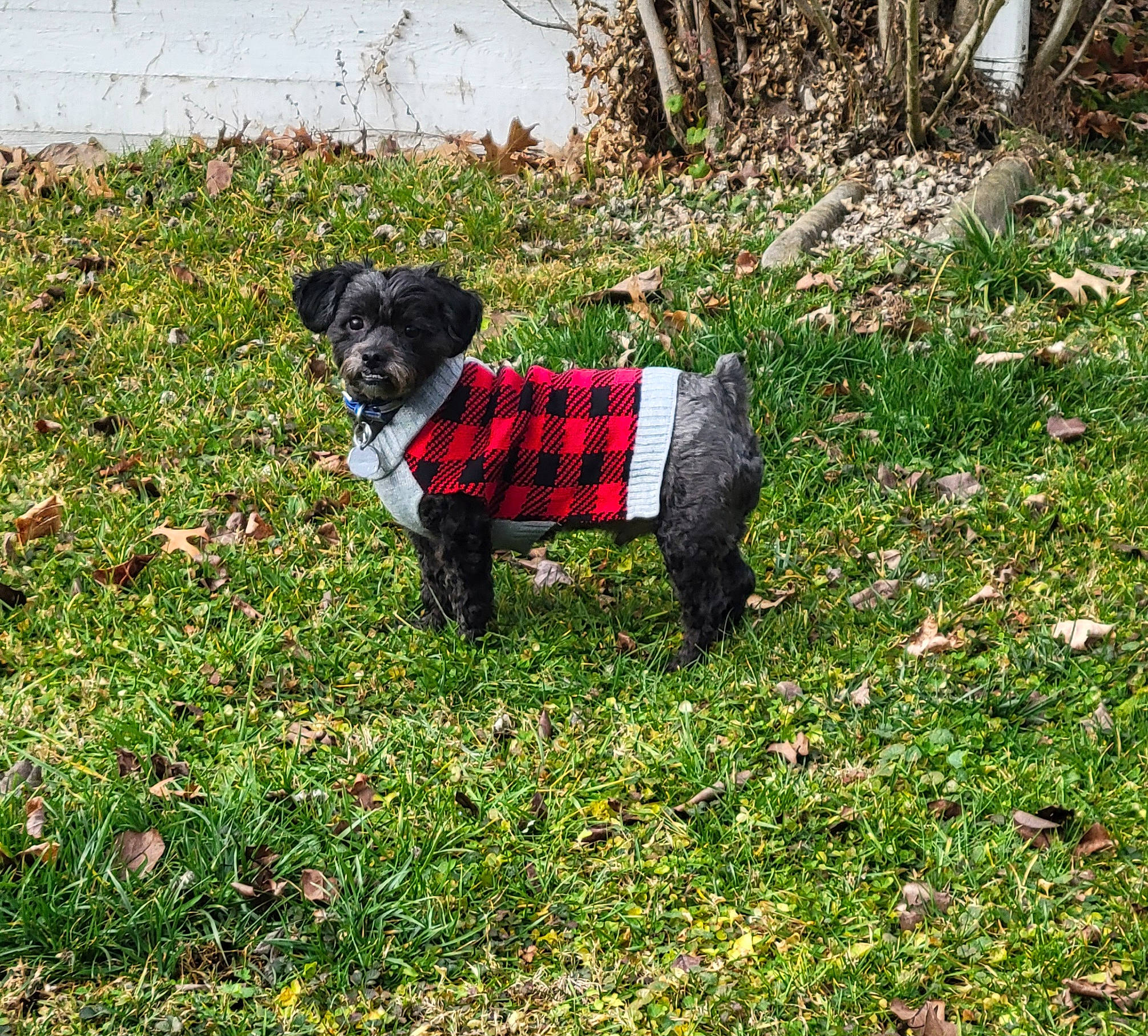 Hagan is registered to the contest to win money with this photo: canidae, carnivore, collar, companion_dog, dog, dog_breed, dog_clothes, dog_collar, dog_supply, fashion_accessory, grass, groundcover, leash, pet_supply, plant, shrub, sporting_group, tail, terrier, working_animal
