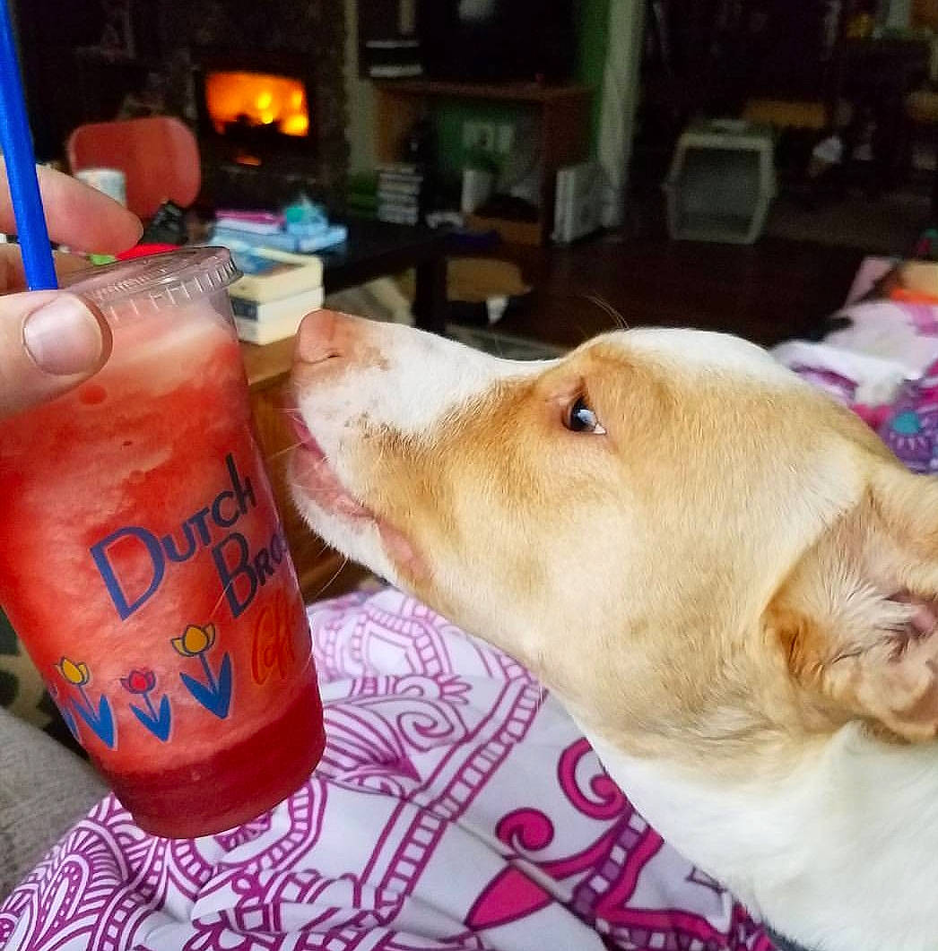 Gunnar joined the competition — help win amazing prizes! canidae, carnivore, companion_dog, dog, dog_breed, drink, drinking, food, puppy_love, retriever, sporting_group, tea