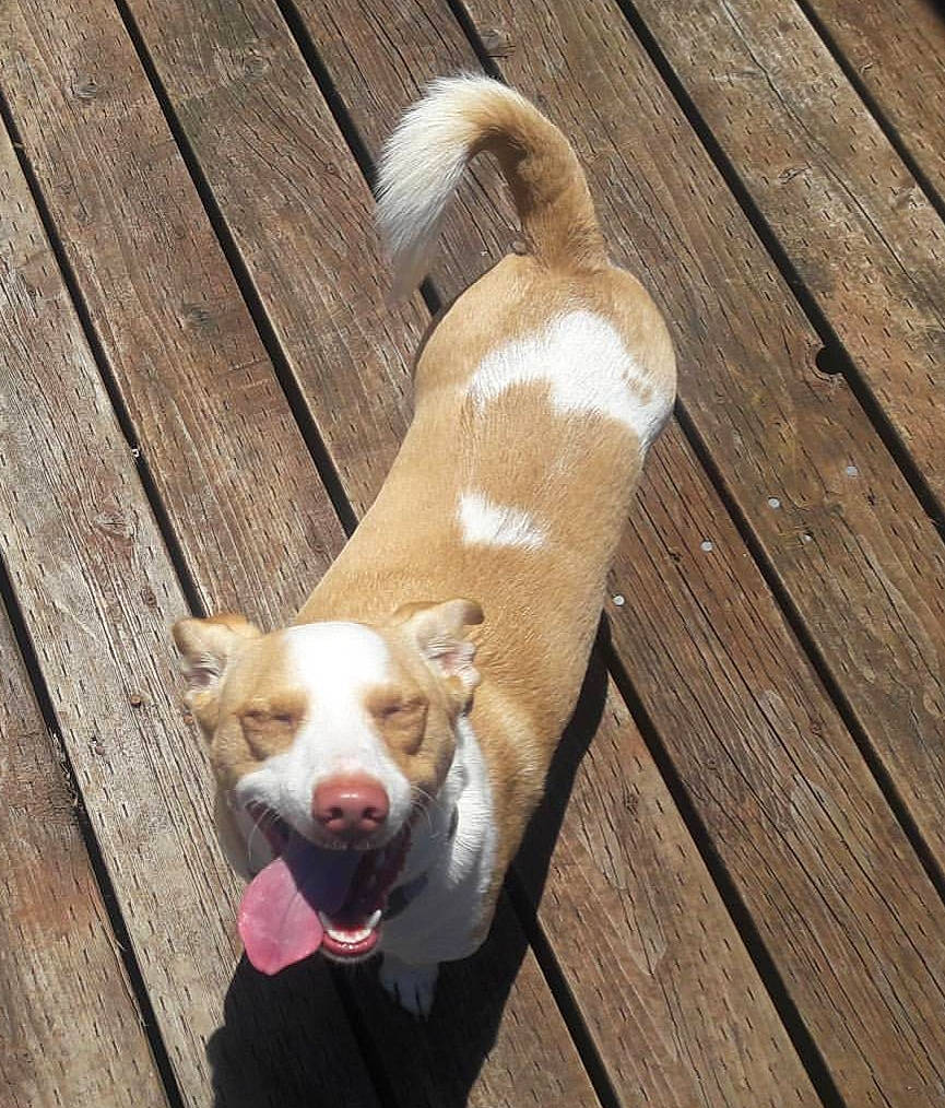 Gunnar is registered to the contest to win money with this photo: canidae, carnivore, companion_dog, dog, dog_breed, ear, fawn, mammal, pembroke_welsh_corgi, sporting_group, tail, welsh_corgi, wood