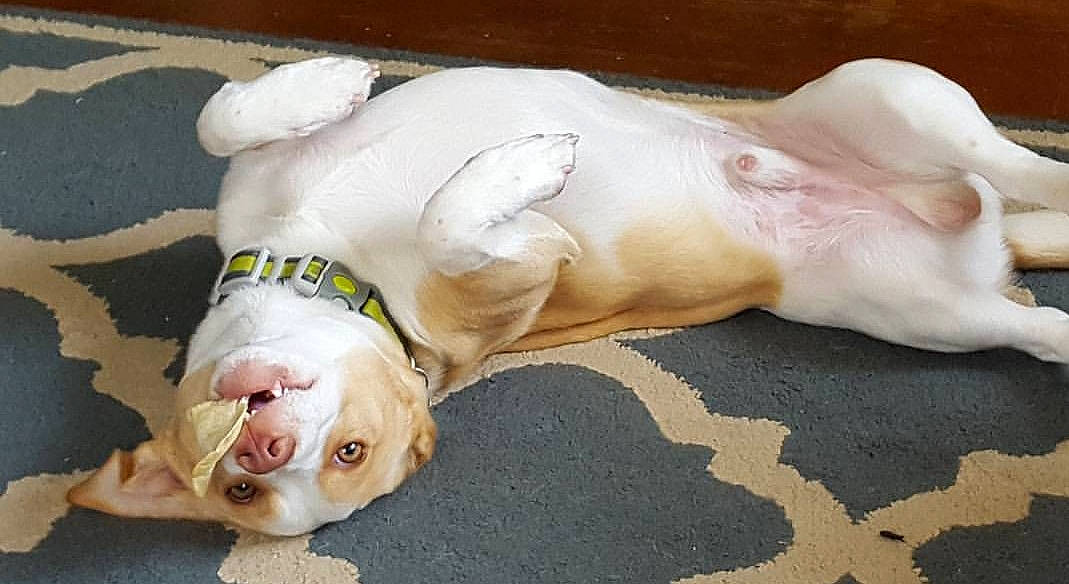 Gunnar joined the competition — help win amazing prizes! american_bulldog, bulldog, canidae, carnivore, companion_dog, dog, dog_breed, dogo_guatemalteco, fawn, non_sporting_group, old_english_bulldog, olde_english_bulldogge, paw, pit_bull, pointer, puppy, snout, sporting_group, toy_bulldog, white_english_bulldog