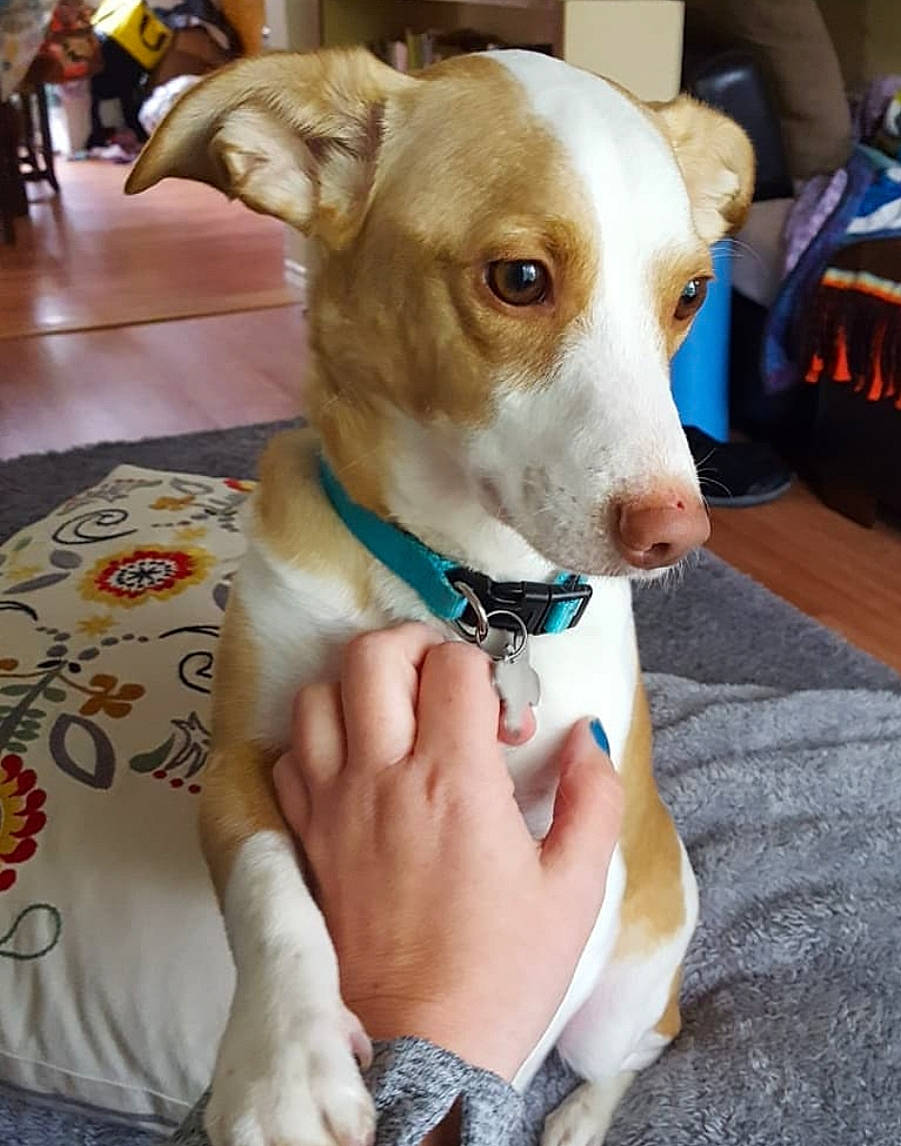 Gunnar joined the competition — help win amazing prizes! basenji, canidae, carnivore, companion_dog, dog, dog_breed, fawn, feist, hunting_dog, ibizan_hound, mammal, miniature_fox_terrier, podenco_canario, potcake_dog, rare_breed_dog, snout, tenterfield_terrier, treeing_feist, vertebrate