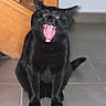 cat, black_cat, animal, pet, indoor, tile_floor, furniture, wood, mouth_open, teeth, tongue, yawning, roaring, sitting, fur, ears, whiskers, eyes, cute, feline