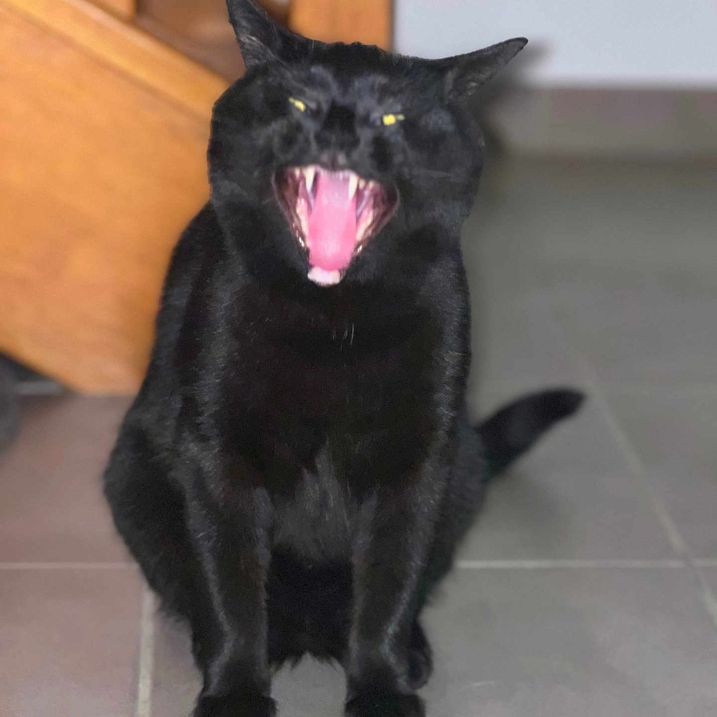 Heka joined the competition — help win amazing prizes! cat, black_cat, animal, pet, indoor, tile_floor, furniture, wood, mouth_open, teeth, tongue, yawning, roaring, sitting, fur, ears, whiskers, eyes, cute, feline