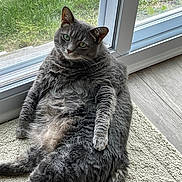 Bailey joined the competition — help win amazing prizes! abyssinian, angora, animal, cat, door, egyptiancat, grass, gray, hardwood, homedecor, indoors, kitten, manx, mat, pet, plant, slate, window, windowsill, wood
