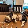 basket, cardboard, cat, chair, couch, curtains, daylight, floor, furniture, home_decor, indoor, living_room, pet, plant, puzzle_pieces, relaxed, tabby_cat, table, window, wooden_chair
