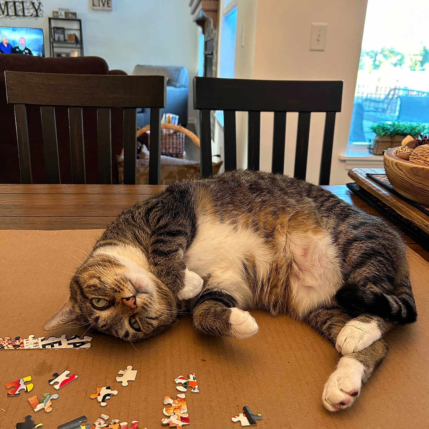 Cleo is registered to the contest to win money with this photo: basket, cardboard, cat, chair, couch, curtains, daylight, floor, furniture, home_decor, indoor, living_room, pet, plant, puzzle_pieces, relaxed, tabby_cat, table, window, wooden_chair