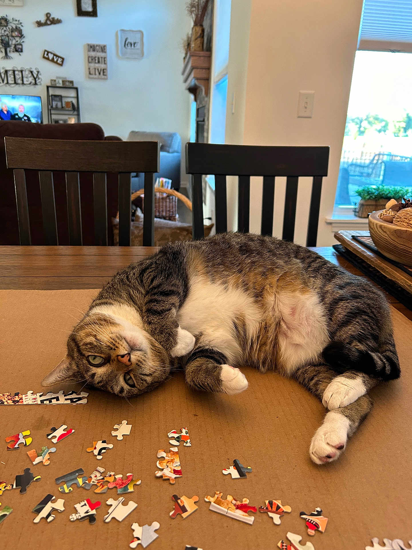 Cleo is registered to the contest to win money with this photo: cat, tabby_cat, puzzle_pieces, table, cardboard, chair, living_room, window, home_decor, furniture, pet, relaxed, indoor, wooden_chair, curtains, basket, couch, plant, daylight, floor