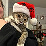 animal, background, cat, christmas, cozy, decorations, face, festive, furniture, gray_cat, holding, holiday, home, indoor, person, pet, santa_hat, smiling, soft_lighting, white_paw
