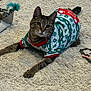 cat, tabby_cat, carpet, indoor, pet_clothing, holiday_sweater, stretching, toy, feather_toy, floor, wood_floor, curious, feline, domestic_cat, animal, cozy, festive, green, red, patterned_sweater