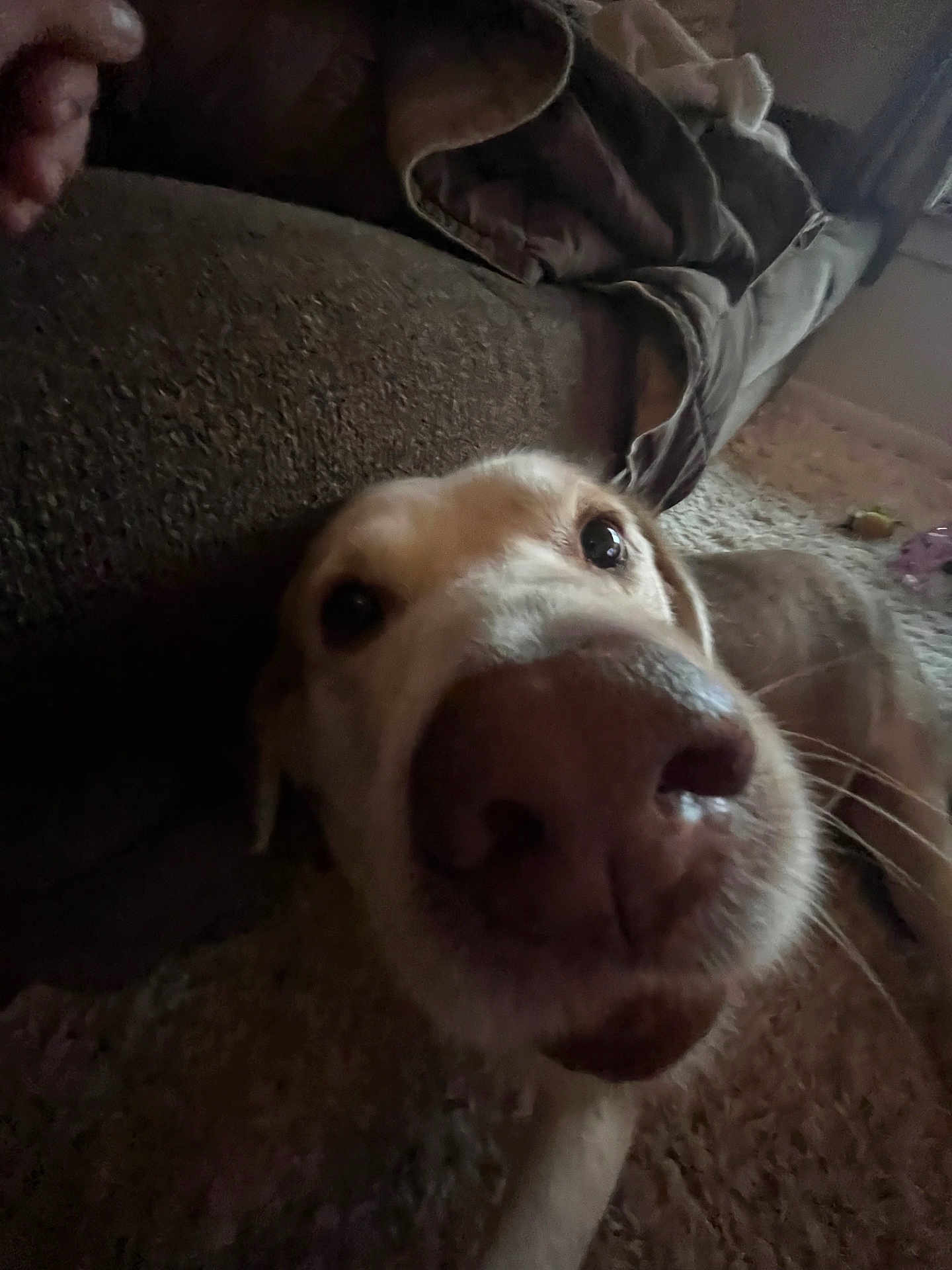 Sam