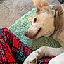 dog, indoor, carpet, blanket, plaid, resting, relaxed, ear, fur, paw, collar, rug, person, cozy, light, room, curtains, home, comfort, pet