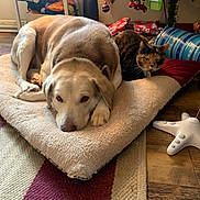 Sam is registered to the contest to win money with this photo: dog, cat, pet_bed, christmas_tree, holiday, wrapped_presents, indoor, floor, rug, wooden_floor, decorations, calico_cat, large_dog, resting, cozy, companion_animals, furniture, home, relaxing, animal
