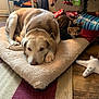dog, cat, pet_bed, christmas_tree, holiday, wrapped_presents, indoor, floor, rug, wooden_floor, decorations, calico_cat, large_dog, resting, cozy, companion_animals, furniture, home, relaxing, animal