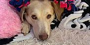 Sam is registered to the contest to win money with this photo: dog, blanket, pink, fleece, owl_pattern, cozy, indoor, carpet, fluffy, resting, pet, animal, fur, cute, comfort, relaxed, snuggled, paw, soft, home