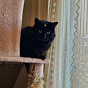 Ewok a rejoint le concours — aidez-le/la à gagner de superbes lots ! cat, black_cat, pet, cat_tree, scratching_post, curtain, lace_curtain, indoor, cozy, whiskers, sticker_on_forehead, window, plush, soft_fabric, fur, sitting, portrait, green_eyes, home_interior, natural_light