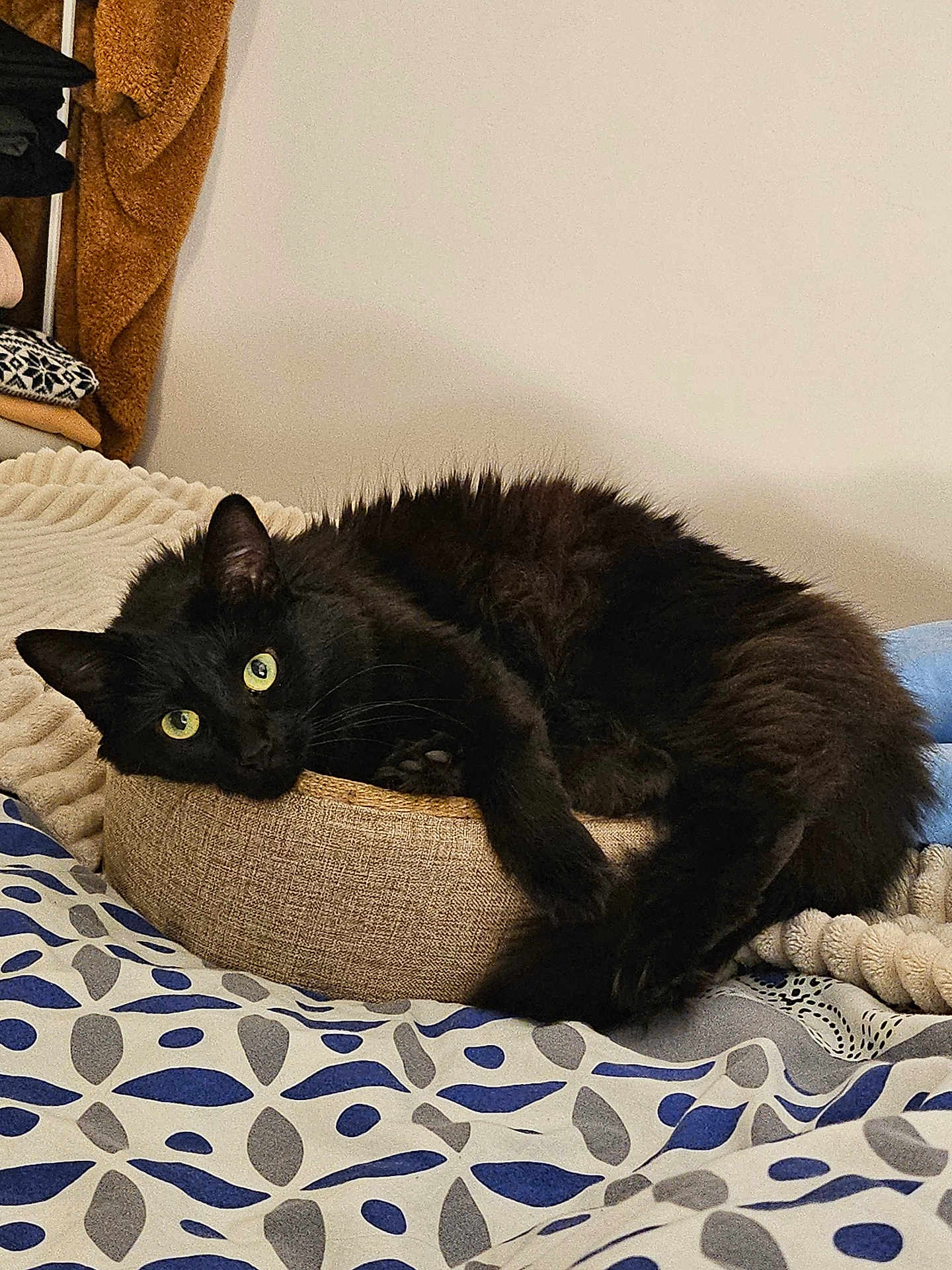 Ewok a rejoint le concours — aidez-le/la à gagner de superbes lots ! cat, black_cat, green_eyes, pet, fur, whiskers, paw, ear, bed, bedding, blanket, indoor, cozy, lounging, sleepy, round_bed, dunny_pattern, home, portrait, relaxed