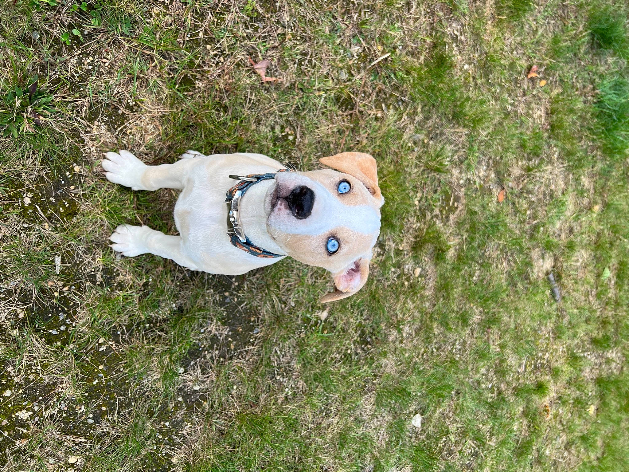 Ilah is registered to the contest to win money with this photo: ball, canidae, carnivore, companion_dog, dog, dog_breed, fawn, football, grass, grassland, groundcover, happy, pasture, plant, snout, soil, sporting_group, tail, toy, working_animal