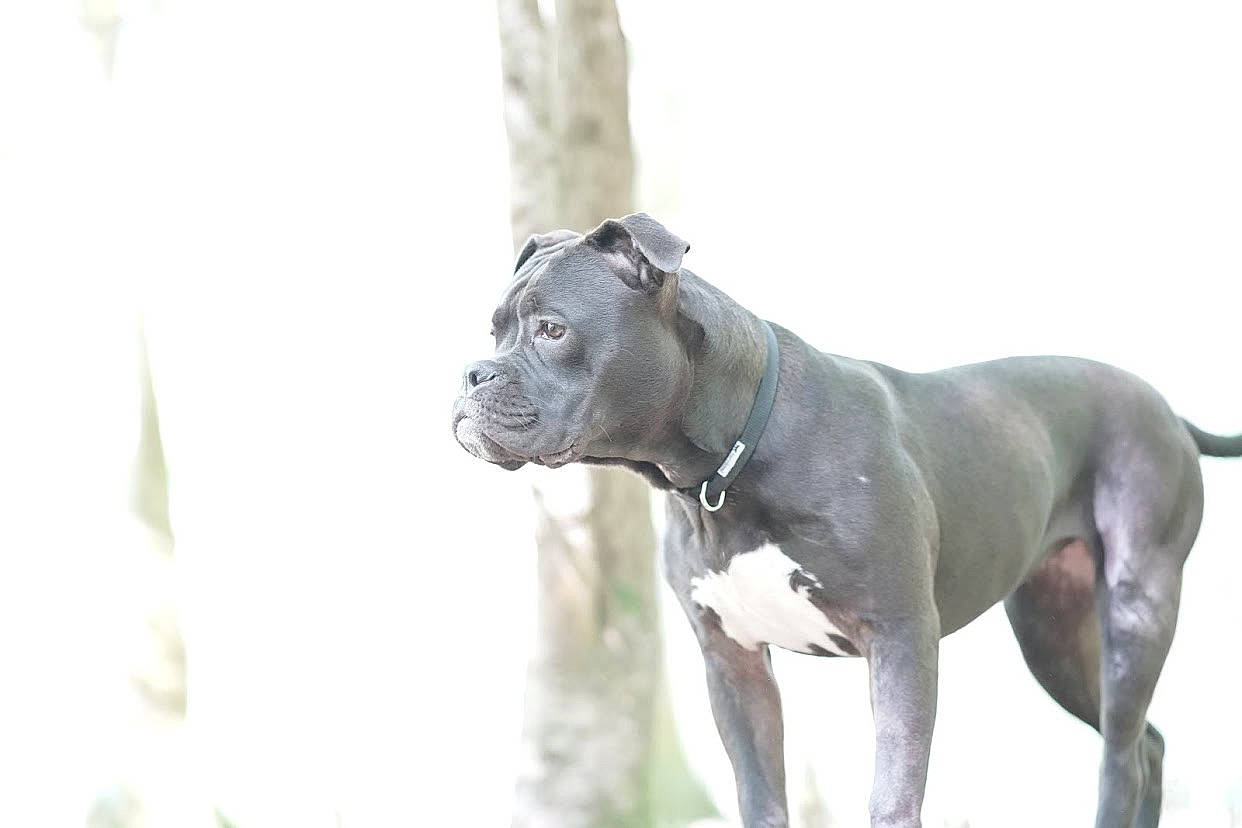 Layka participe au concours pour gagner de l'argent avec cette photo : ancient_dog_breeds, art, biting, canidae, carnivore, collar, companion_dog, dog, dog_breed, dog_collar, fawn, gun_dog, liver, metal, snout, sporting_group, tail, terrestrial_animal, working_animal, working_dog