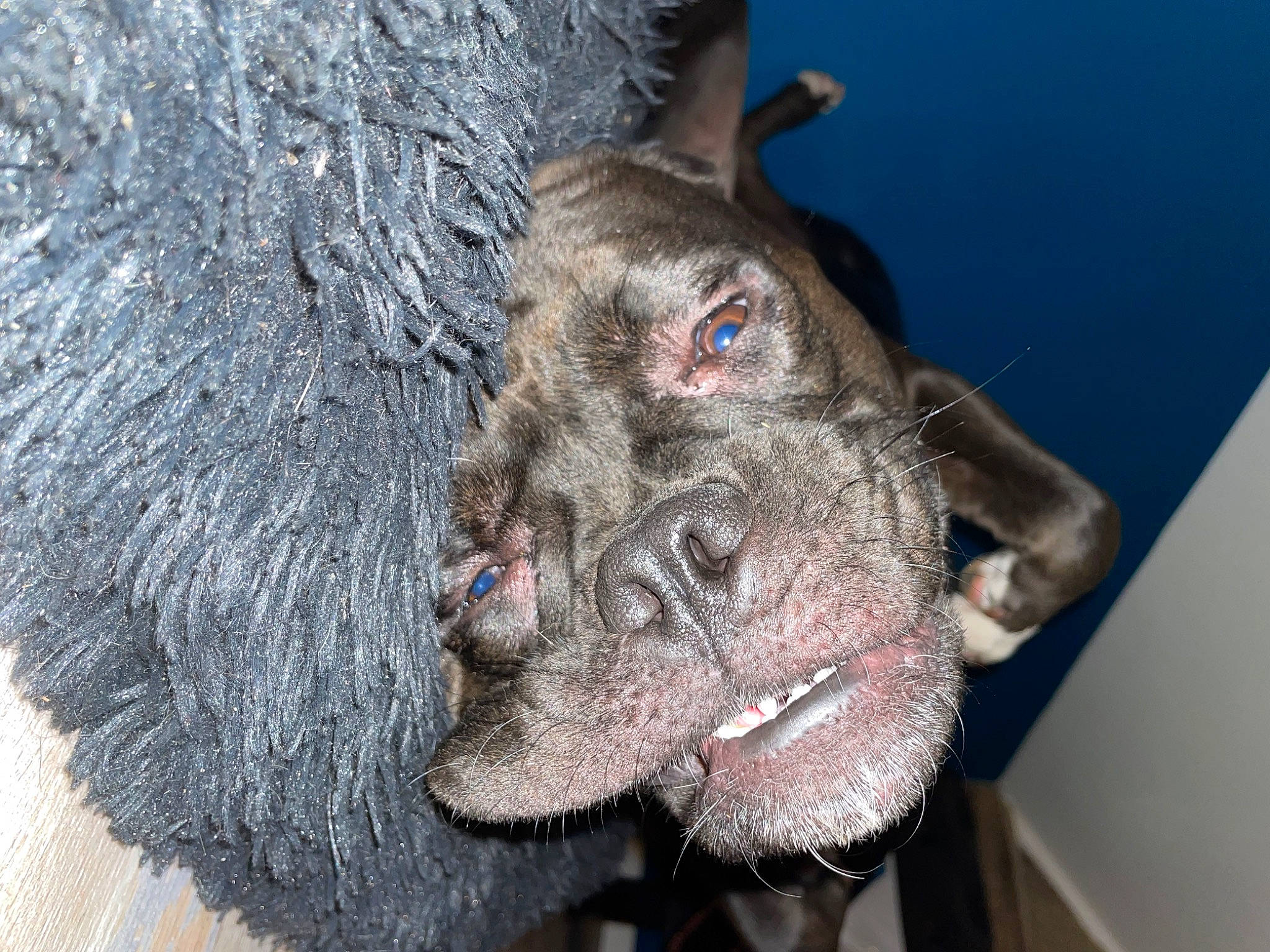 Layka participe au concours pour gagner de l'argent avec cette photo : canidae, carnivore, dog, dog_breed, ear, fang, fawn, flesh, foot, fur, liver, natural_material, snout, sporting_group, terrestrial_animal, whiskers, working_animal, wrinkle