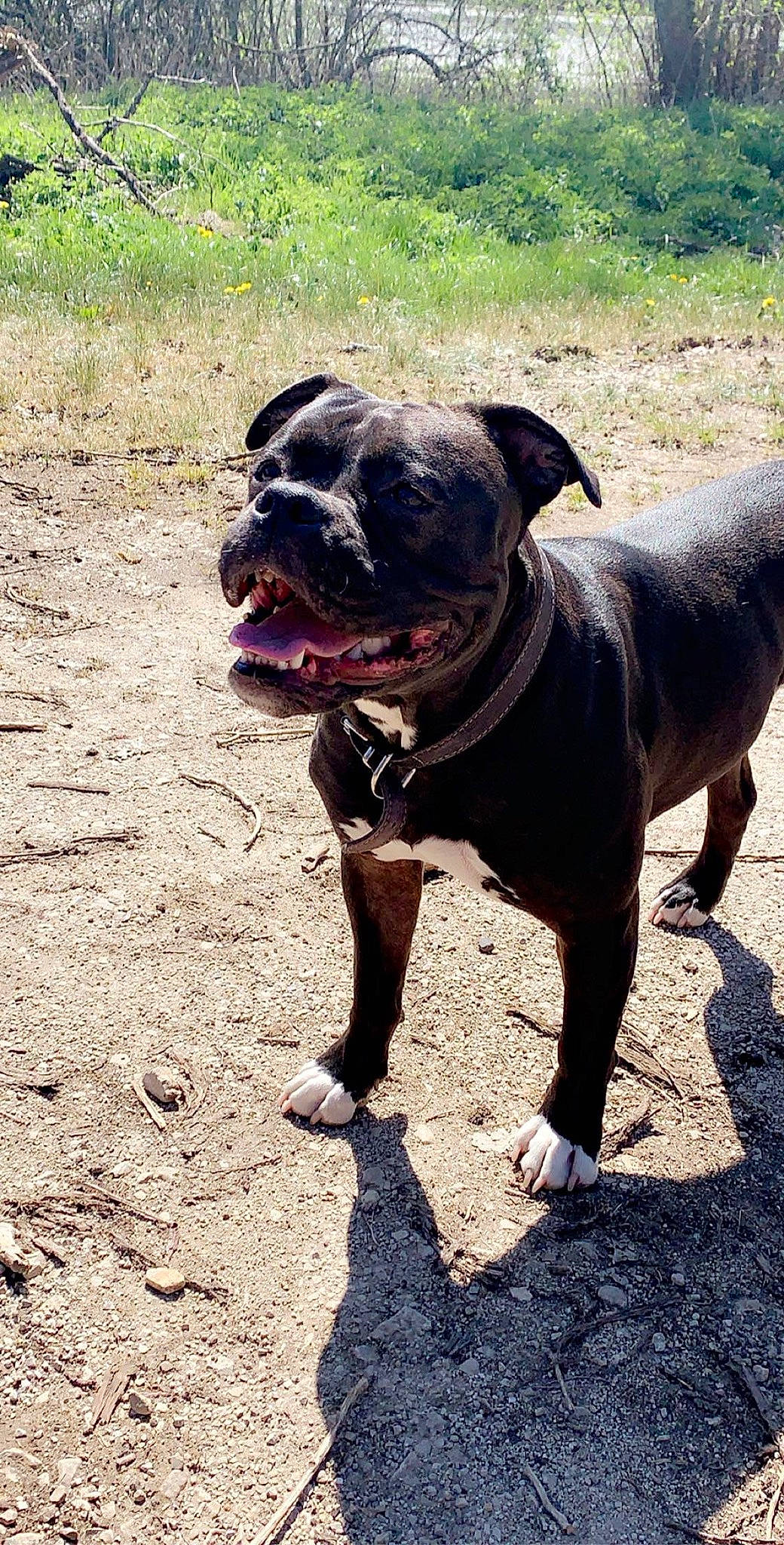 Layka a rejoint le concours — aidez-le/la à gagner de superbes lots ! adventure, canidae, carnivore, collar, companion_dog, dog, dog_breed, dog_collar, fawn, flower, grass, leash, molosser, pet_supply, plant, snout, sporting_group, whiskers, working_animal, working_dog