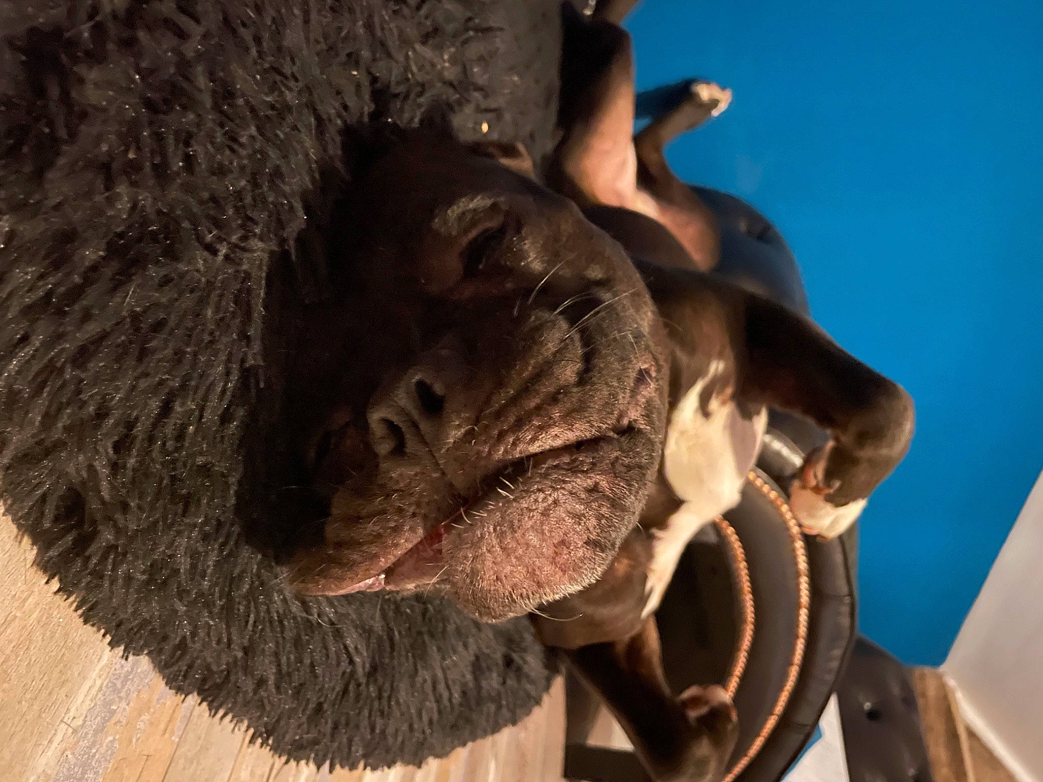 Layka a rejoint le concours — aidez-le/la à gagner de superbes lots ! art, artifact, bone, claw, extinction, fur, natural_material, snout, terrestrial_animal, trunk, tusk, wildlife, wood, working_animal